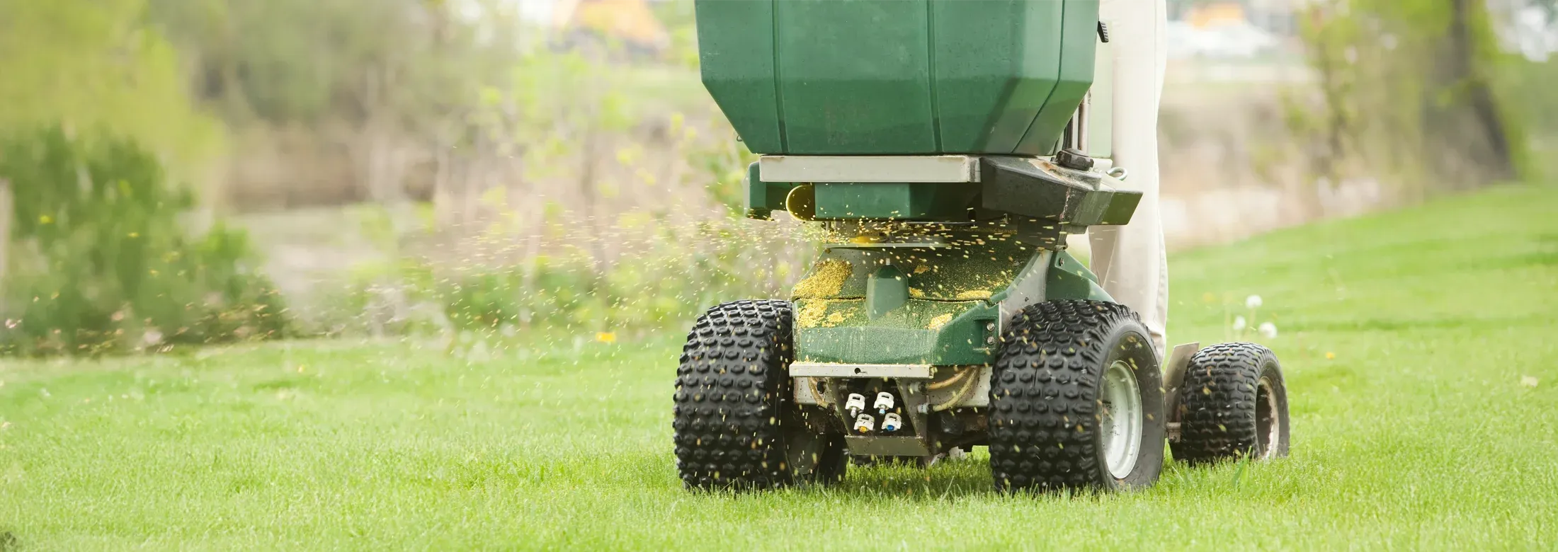 overseeding lawn